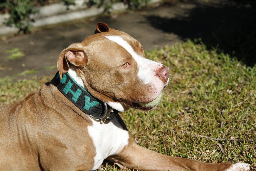 They’re Eager to Learn and Please (image credits: flickr)