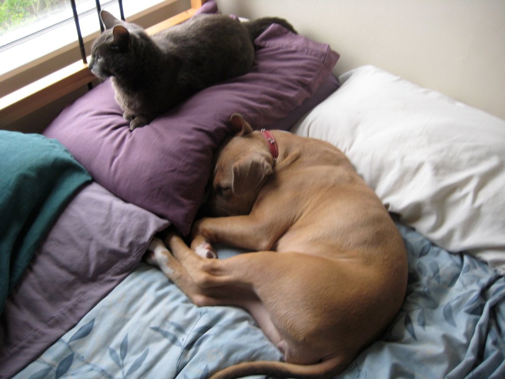 Pitbulls Are Natural Cuddlers (image credits: flickr)