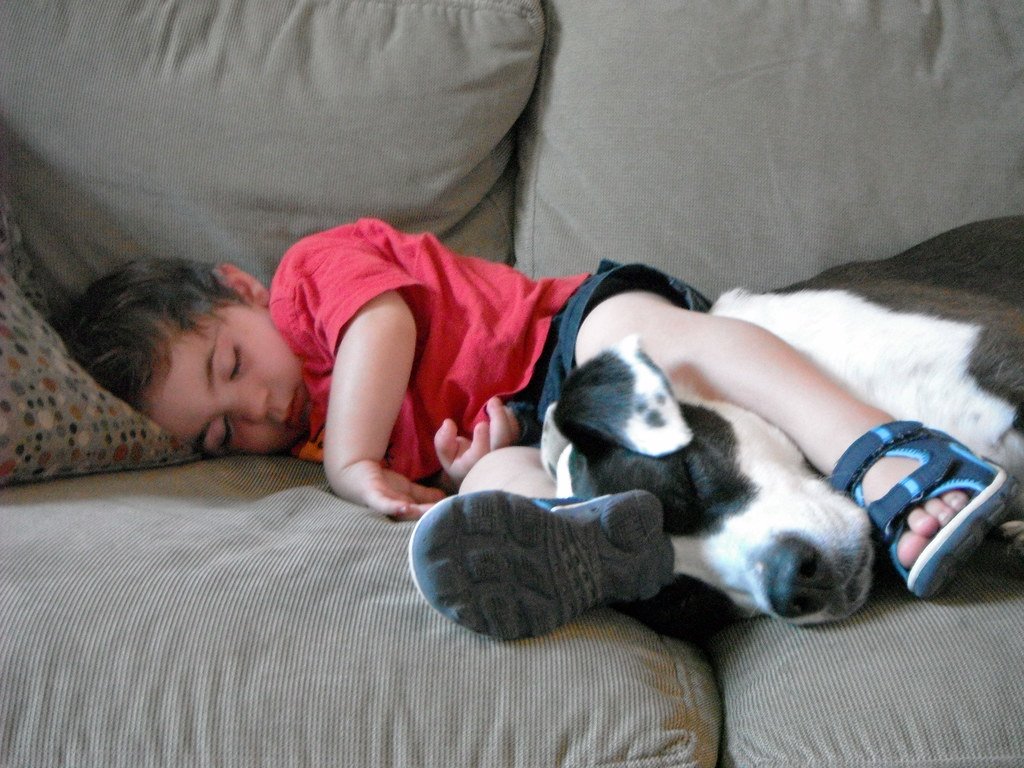They Can Be Great with Kids and Other Pets (image credits: flickr)