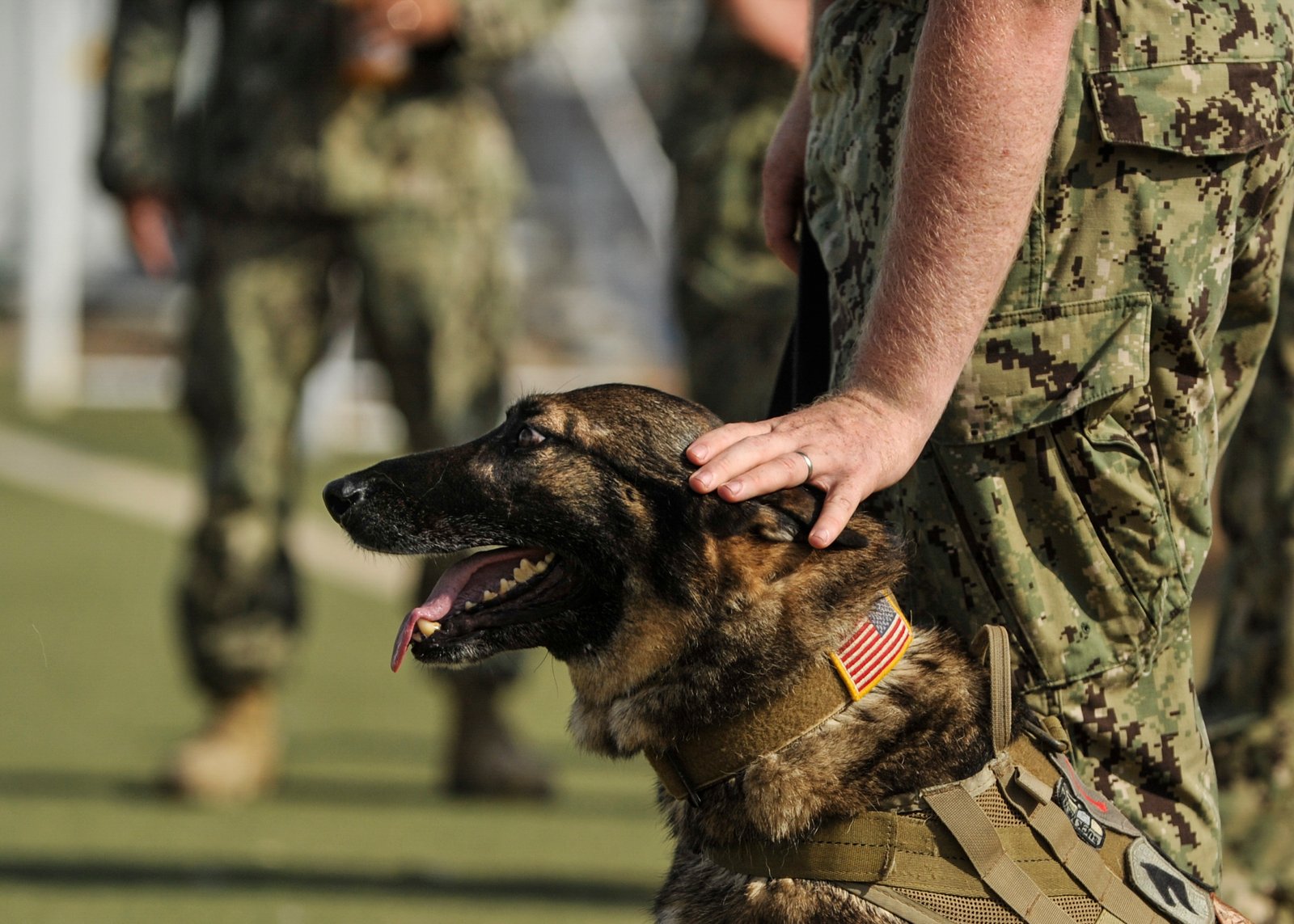 Behavioral Training: Helping Dogs Cope (image credits: wikimedia)