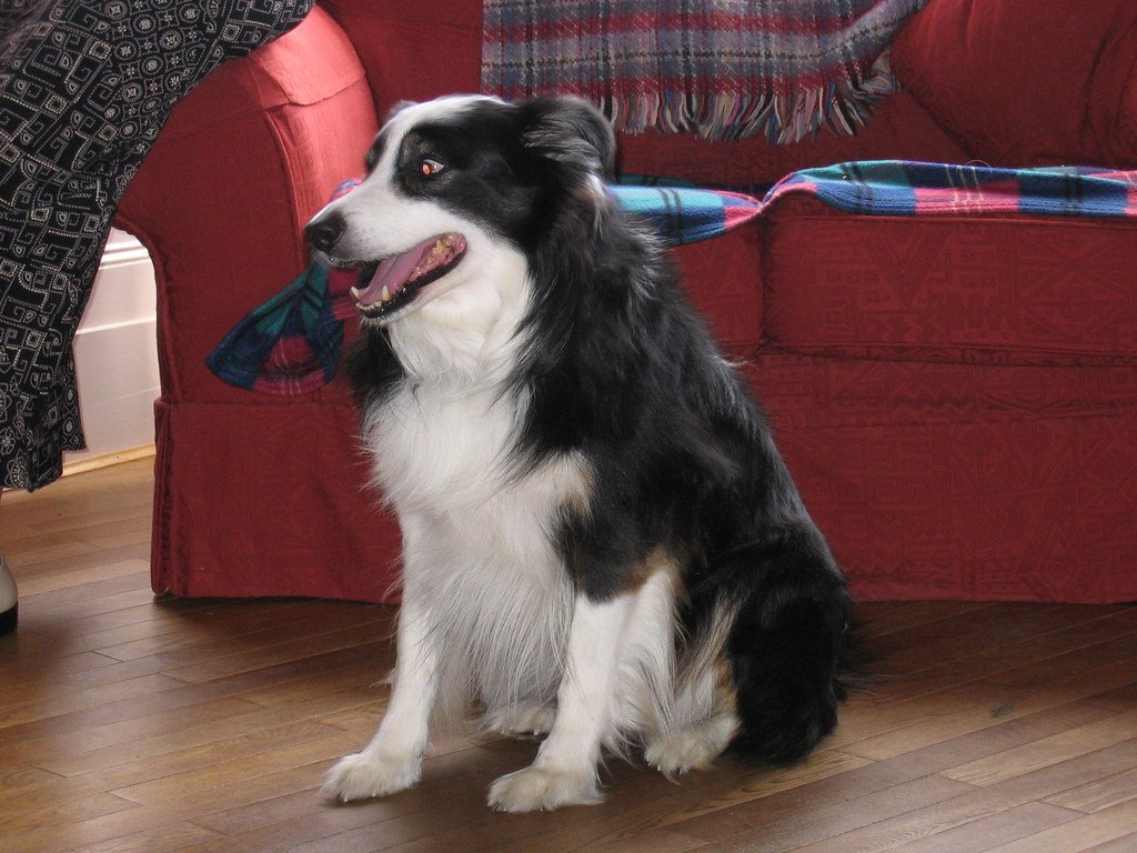 Border Collie: The Hyper-Sensitive Genius (image credits: flickr)