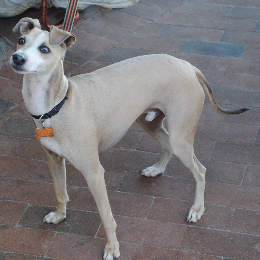 Italian Greyhound: The Sensitive Soul (image credits: flickr)