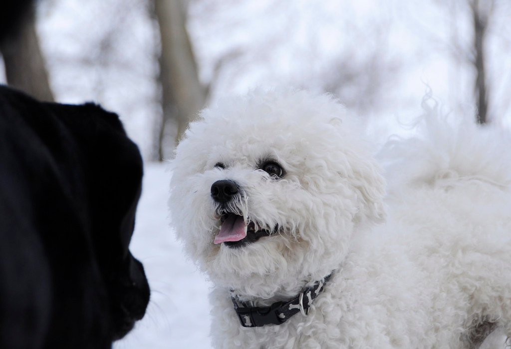 Bichon Frise: The Cheery Clown (image credits: flickr)