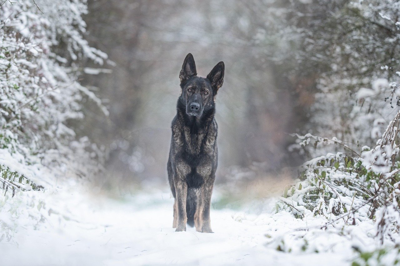 German Shepherd: The Devoted Guardian (image credits: pixabay)