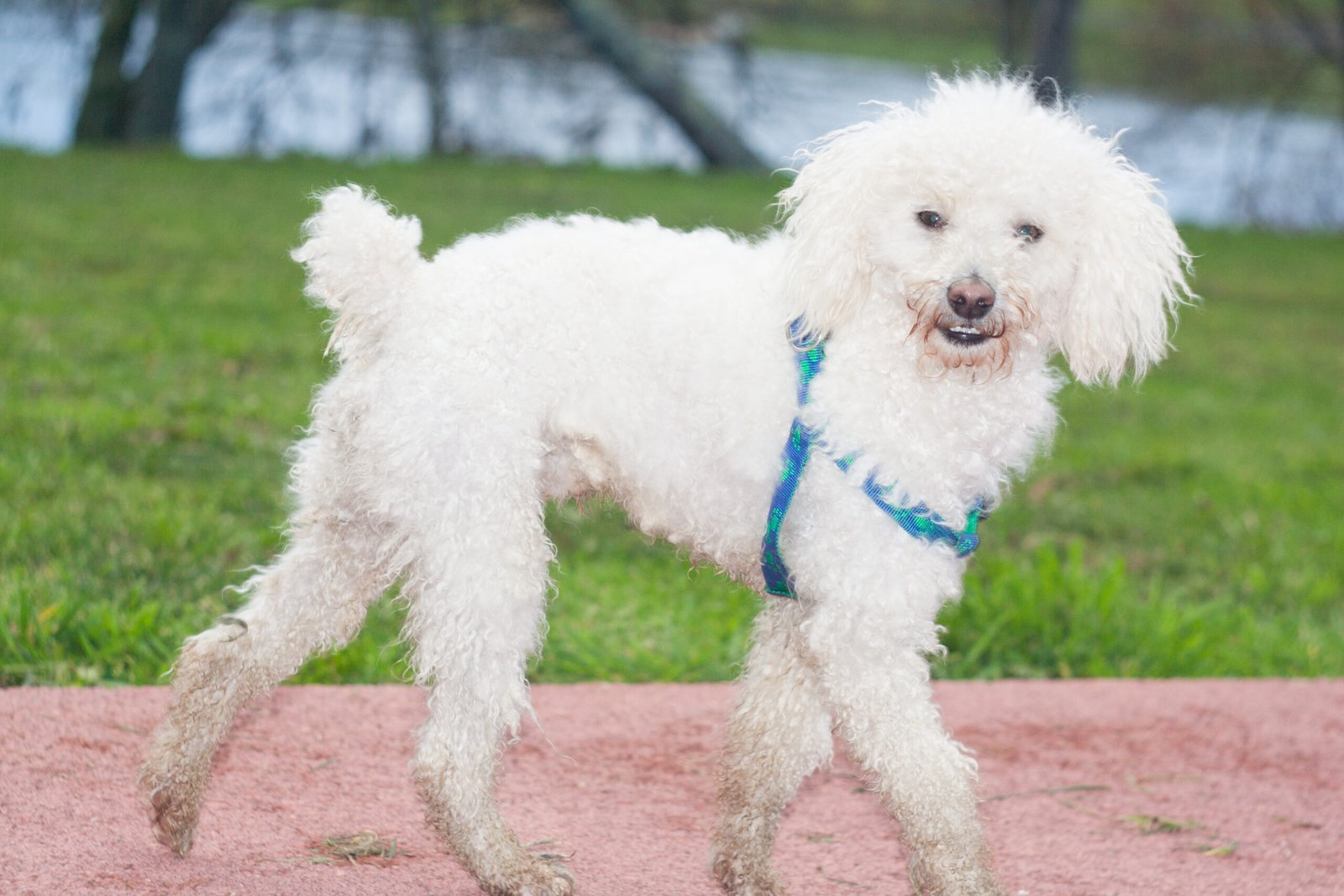 Toy Poodle: The Sensitive Smartie (image credits: wikimedia)