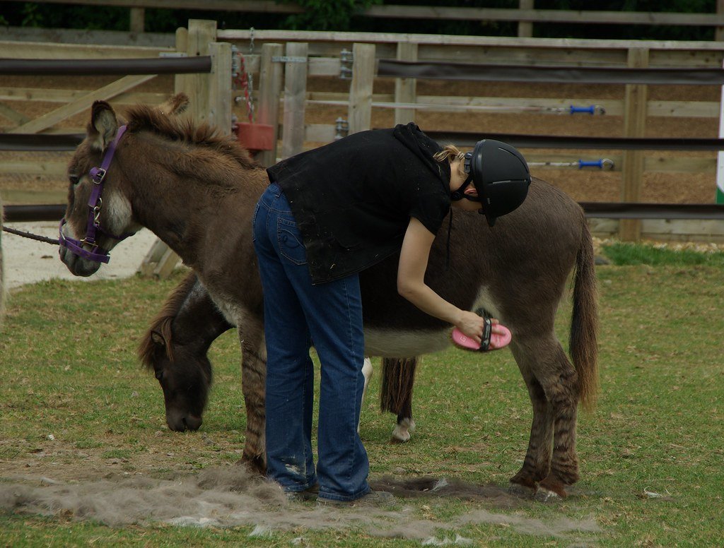 Rushing Grooming and Tacking Up (image credits: flickr)