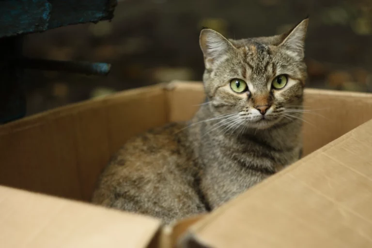 8 Cat Behaviors That Baffle Dog People Completely