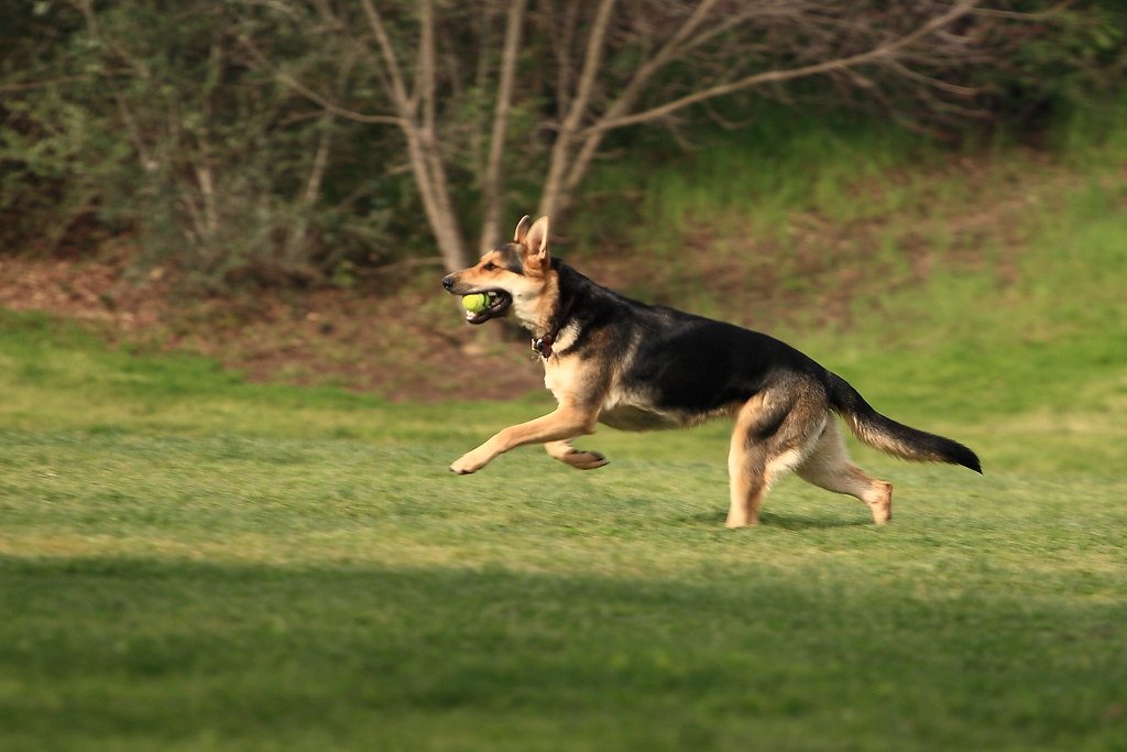 High Energy and Playfulness (image credits: flickr)