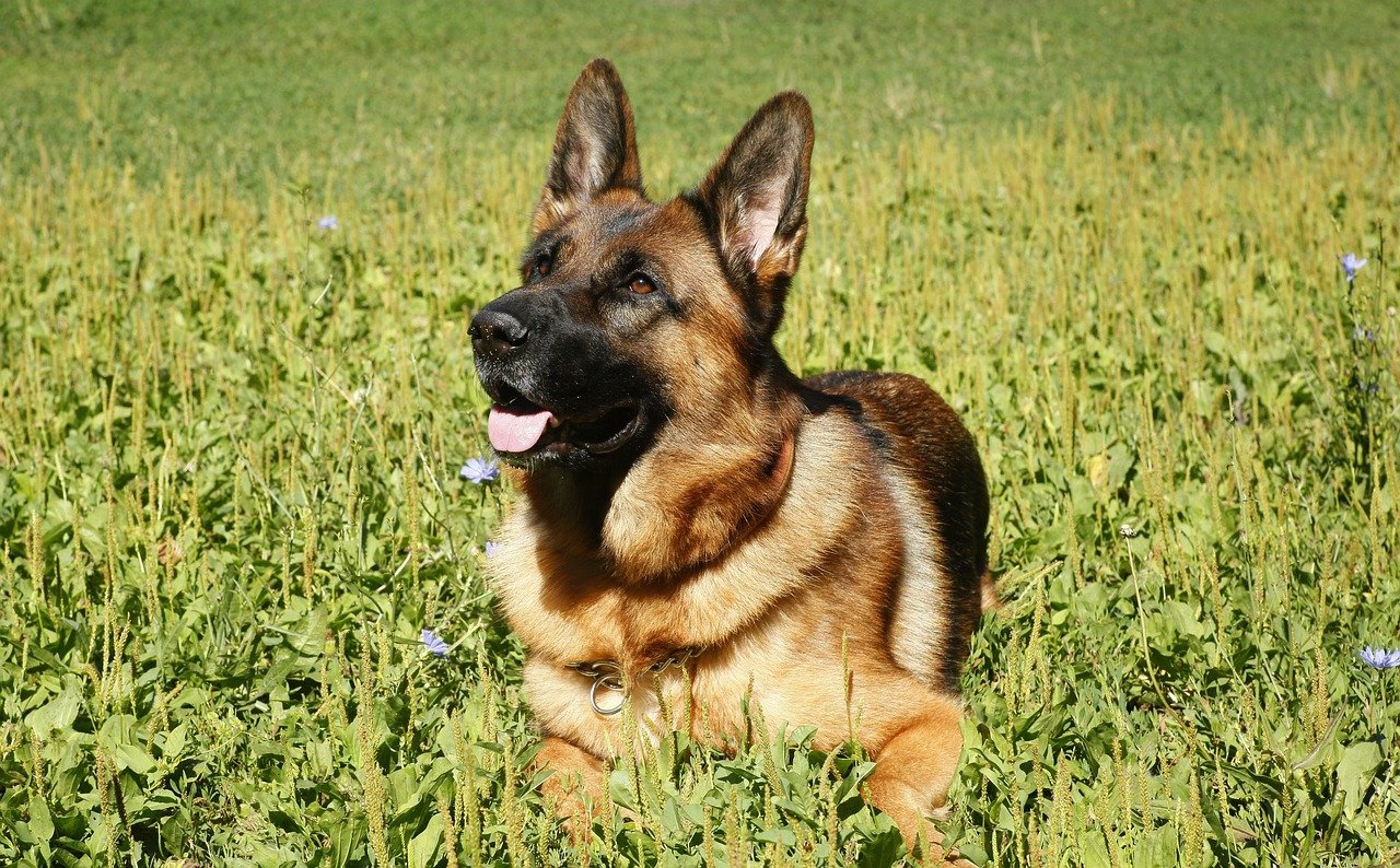 5 Traits Of A German Shepherd That Make Them Unique Family Pets