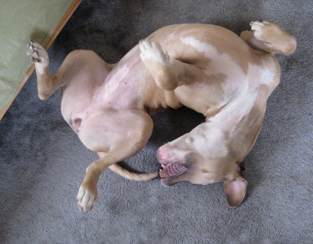 It All Starts with Puppy Playfulness (image credits: flickr)