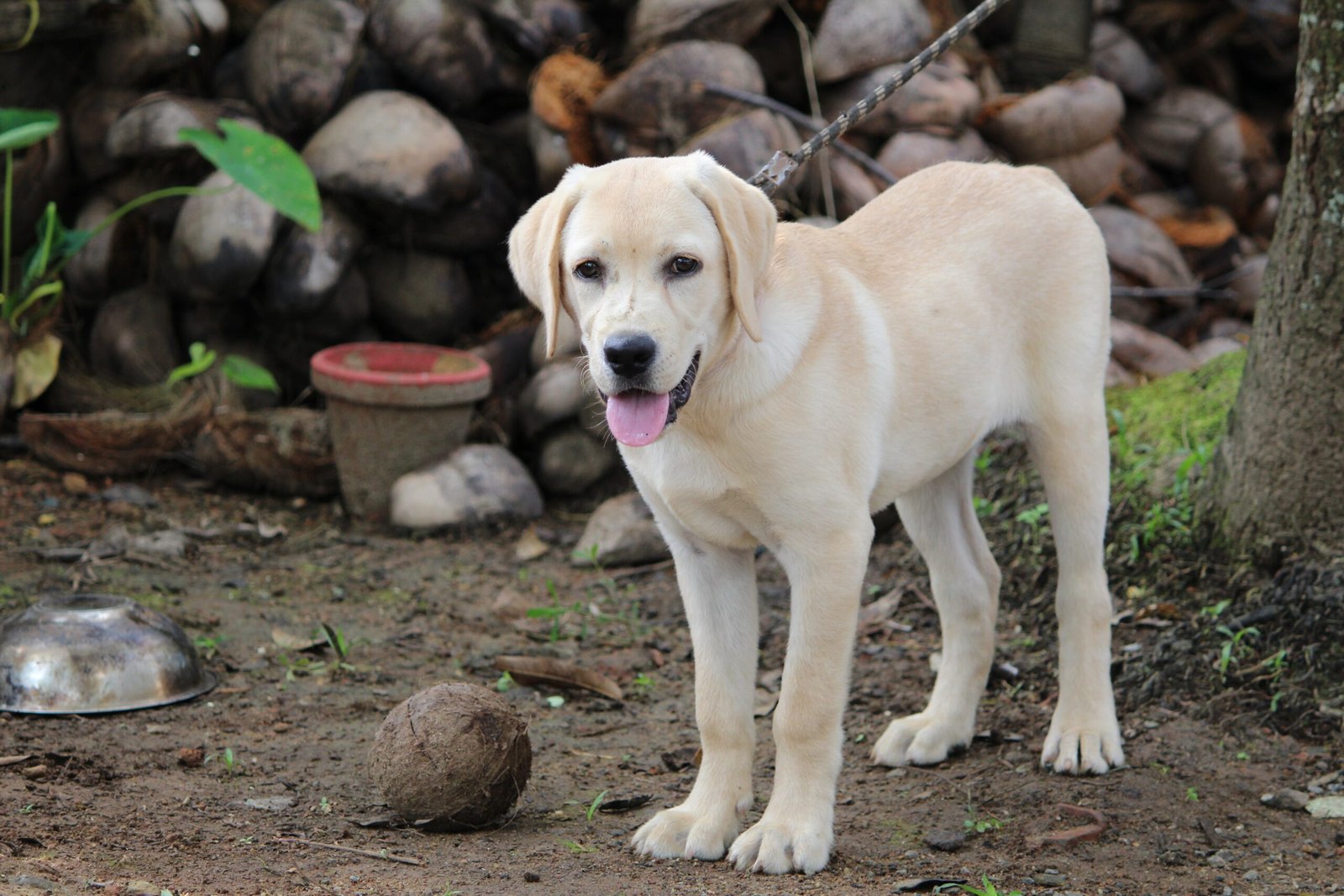 Labrador Retriever (image credits: wikimedia)