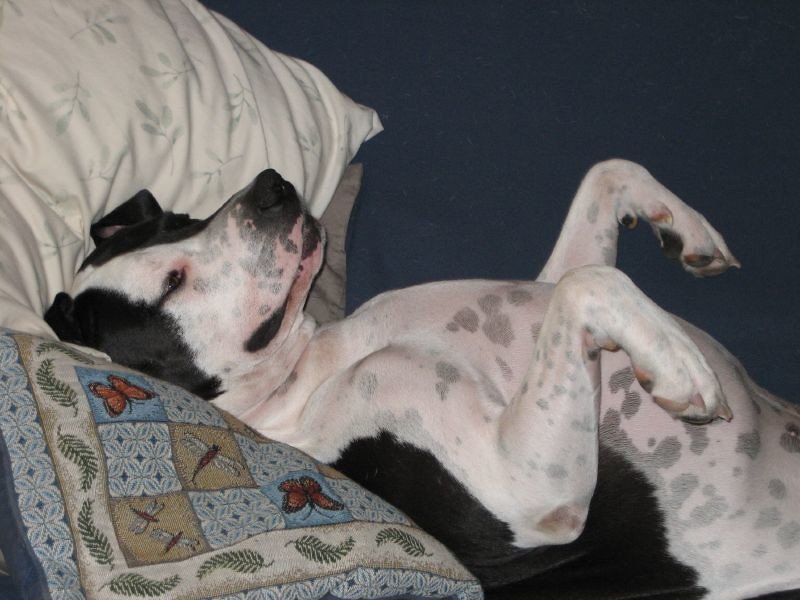 Setting Boundaries for Kids and Dogs (image credits: flickr)