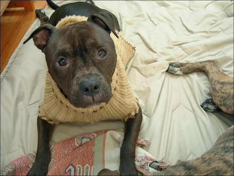 The Nanny Trait of Pitbulls That Most People Don't Talk About