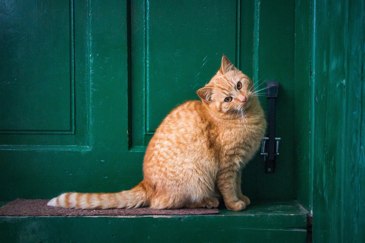 Staring or Sitting by the Door (image credits: pixabay)
