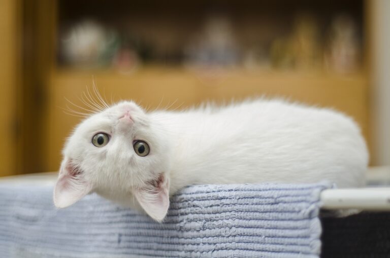 5 Weird Sleeping Positions That Reveal Your Cat’s Mood