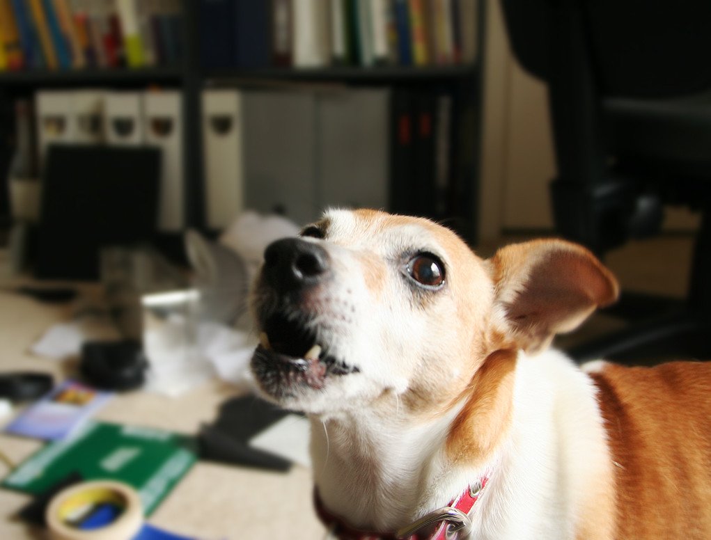 You Don’t Mind a Little Mess (image credits: flickr)