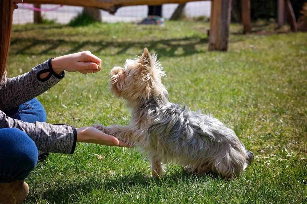 You Find Joy in Training and Teaching