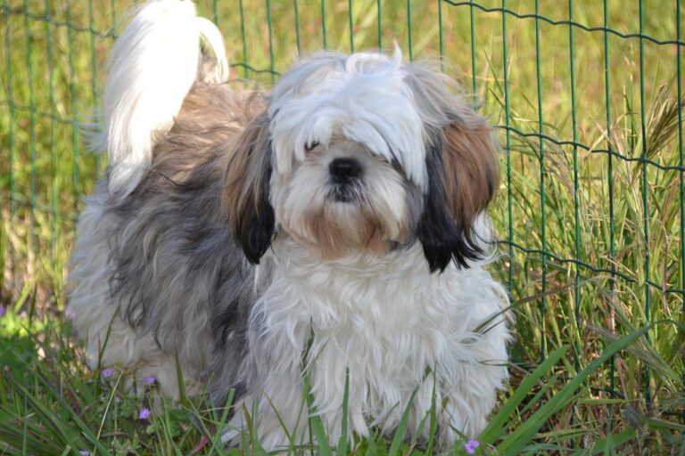 7 Dog Breeds Ideal For Low Energy Seniors