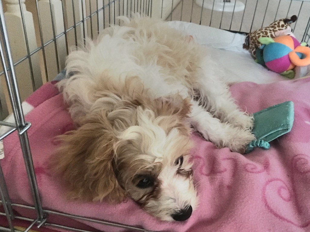 Signs Your Dog Is Ready for Crate Training (image credits: flickr)