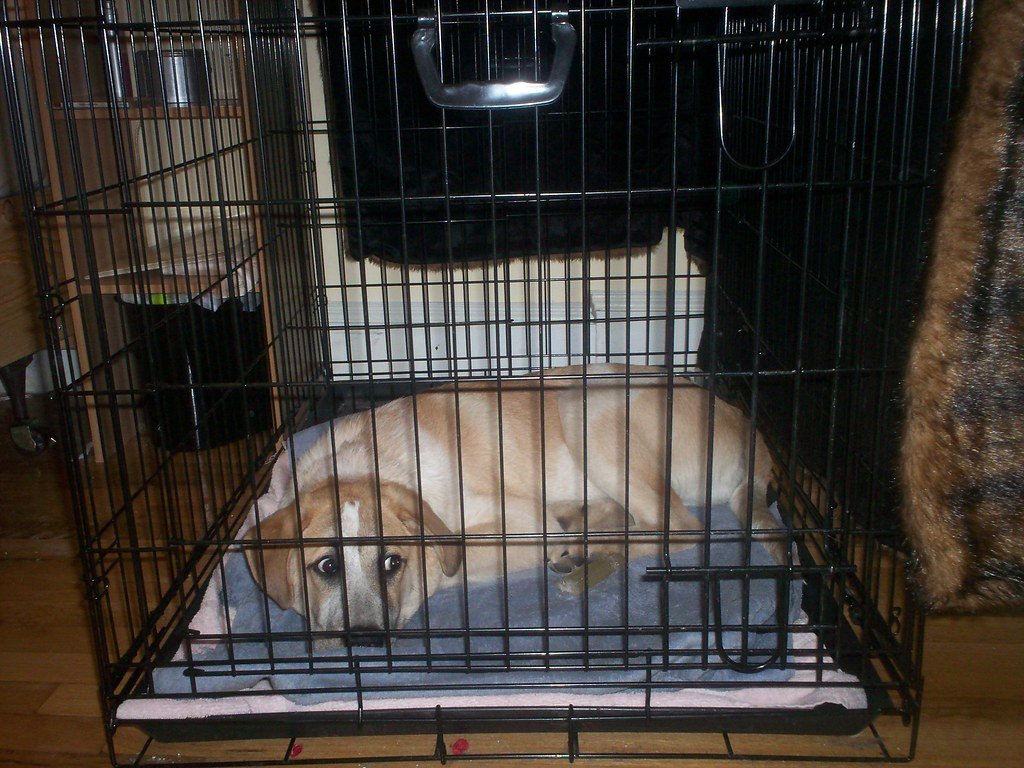 Common Mistakes to Avoid When Starting Crate Training (image credits: flickr)