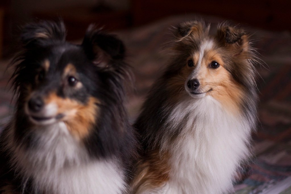 Seeking Attention and Affection (image credits: flickr)