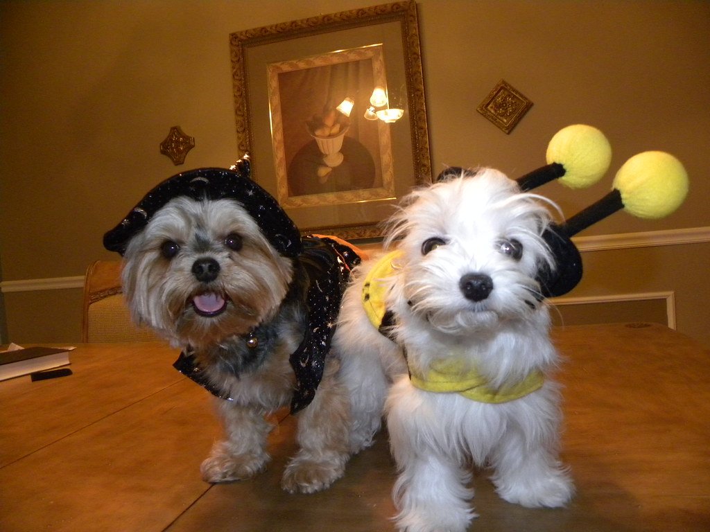 Real-Life Success Stories: Dogs Finding Calm (image credits: flickr)