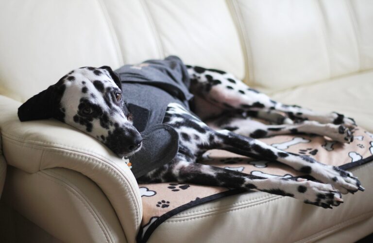 Why An Anxious Dog Will Benefit From A Thundershirt