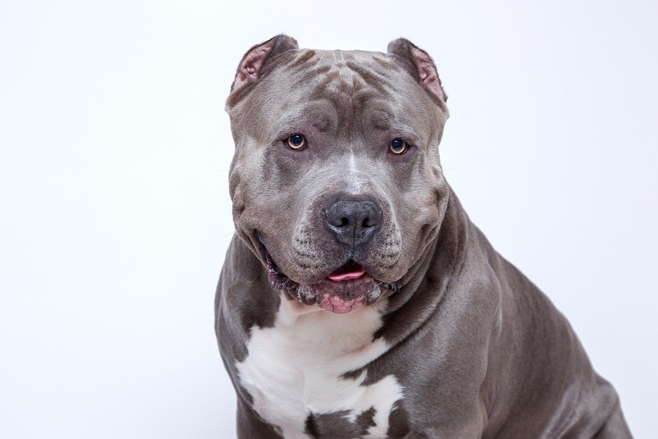Pit Bulls and the Power of Fear (image credits: pixabay)