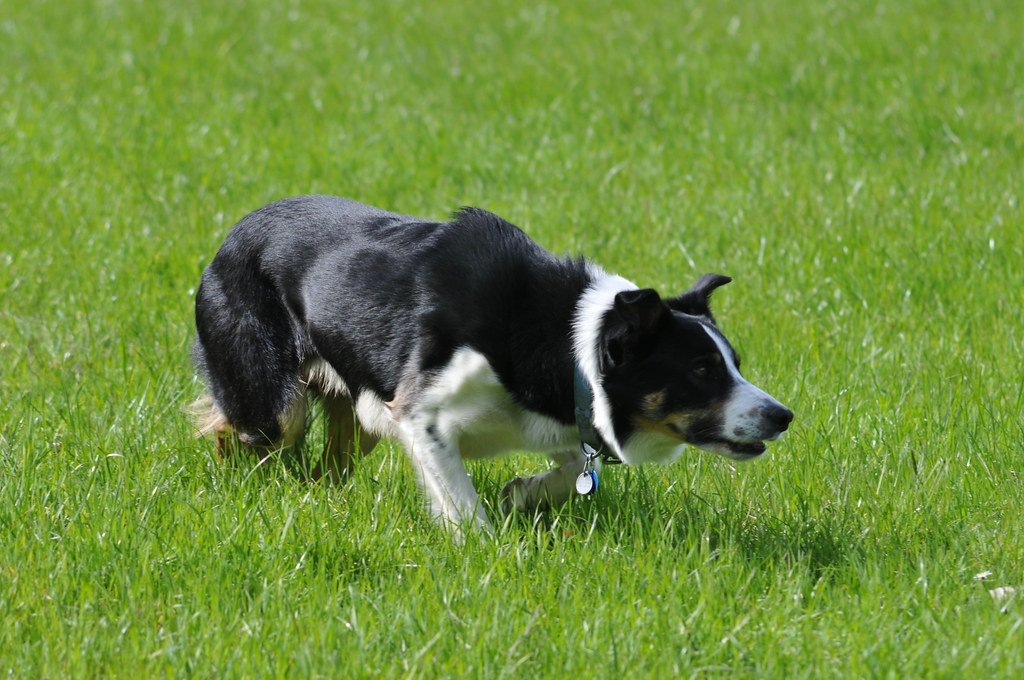 Herding Breeds: Not Just Workaholics (image credits: flickr)