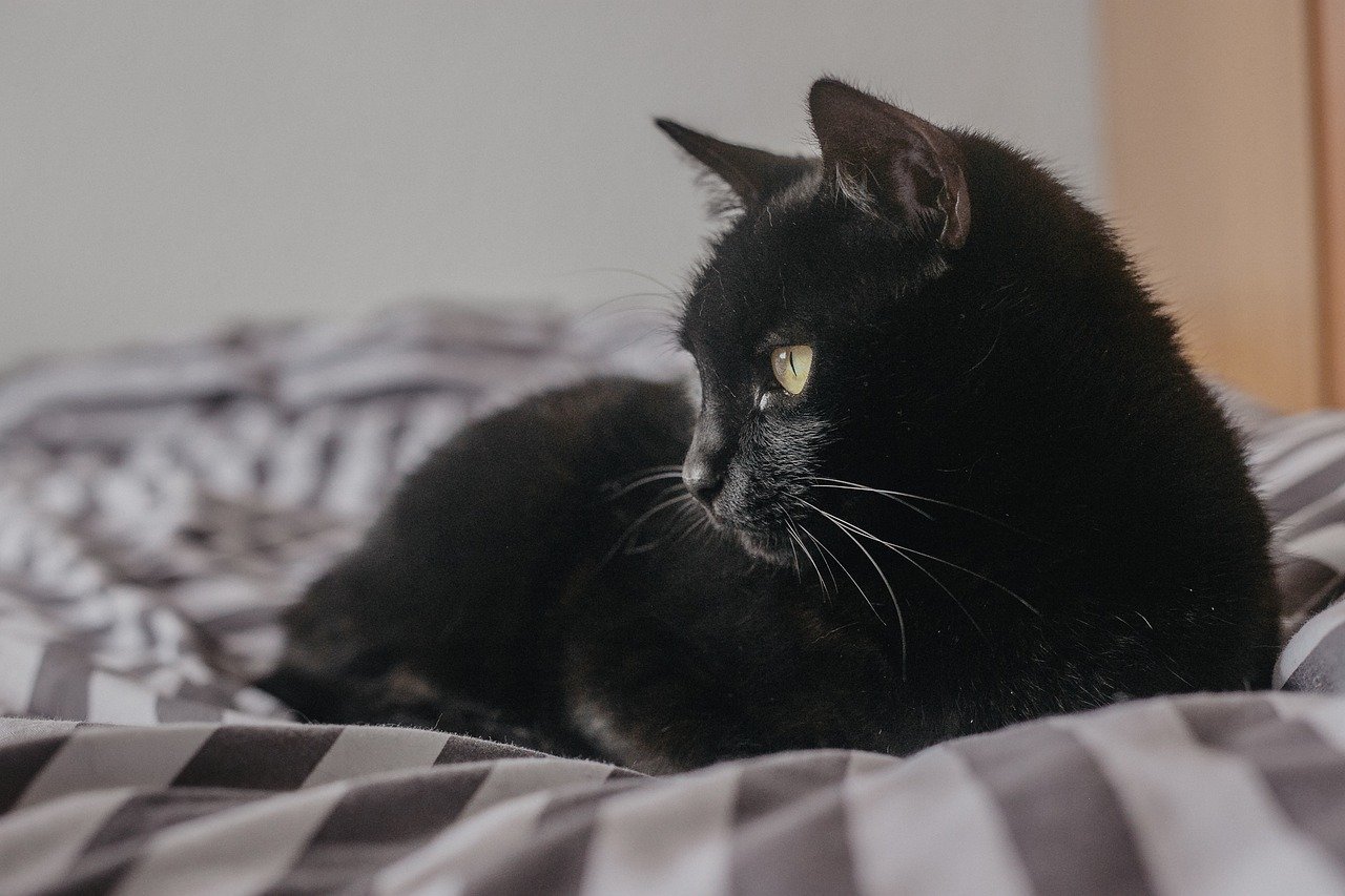 Provide Soft, Supportive Bedding (image credits: pixabay)