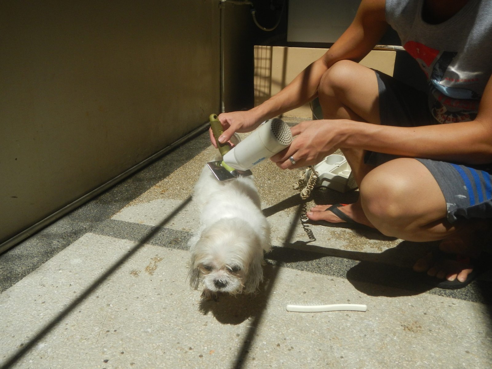 Low-Shedding, Hypoallergenic Coats (image credits: wikimedia)