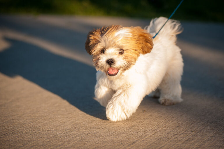 8 Shih Tzu Traits That Will Win Your Heart