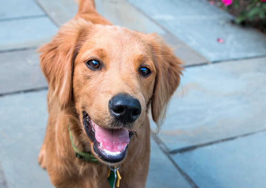 Adolescent Phase: The Puppy Teenage Years (image credits: flickr)