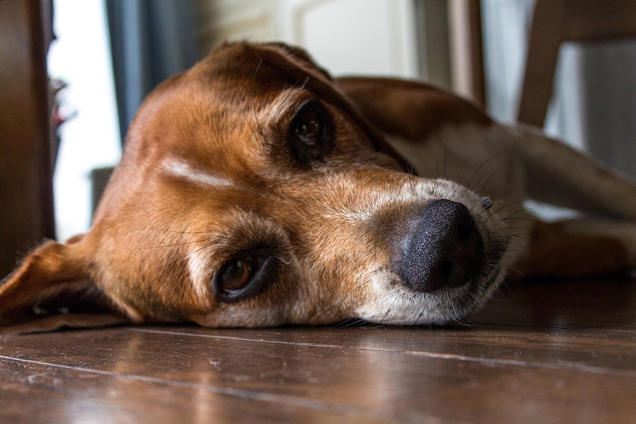 Could This Be the Reason Your Dog Suddenly Stopped Listening