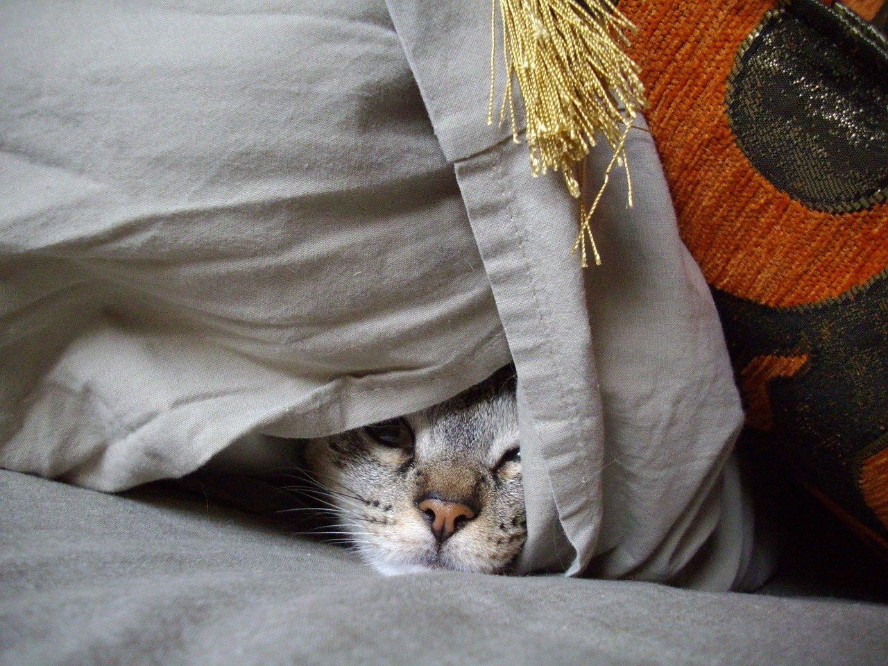 Withdrawal and Hiding: A Subtle SOS (image credits: pixabay)