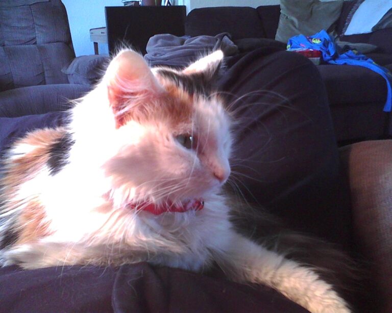 5 Signs Your Cat Is Thriving (and 5 That May Signal Distress)