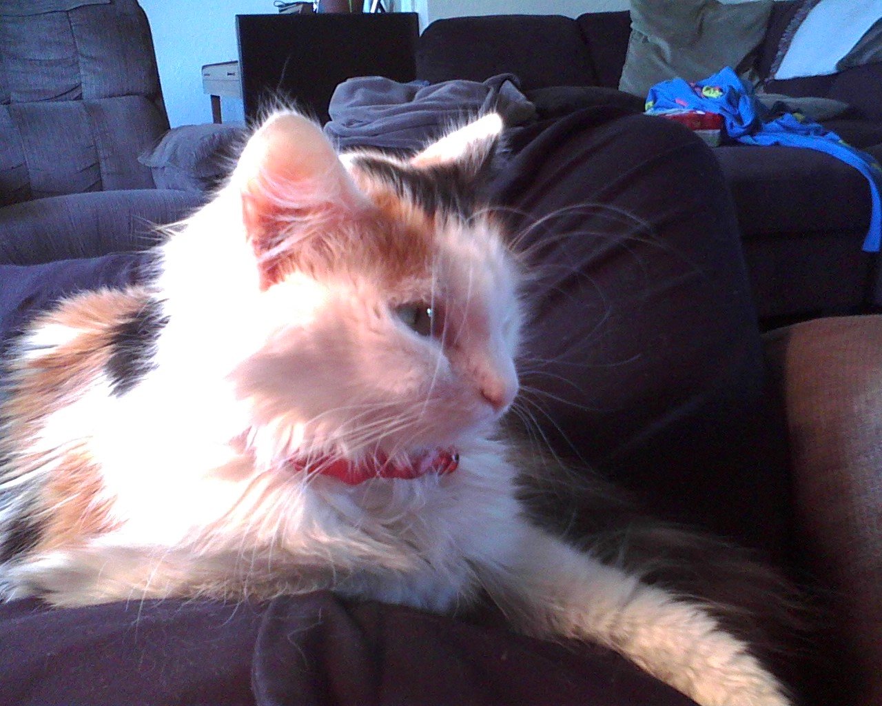 5 Signs Your Cat Is Thriving (and 5 That May Signal Distress)