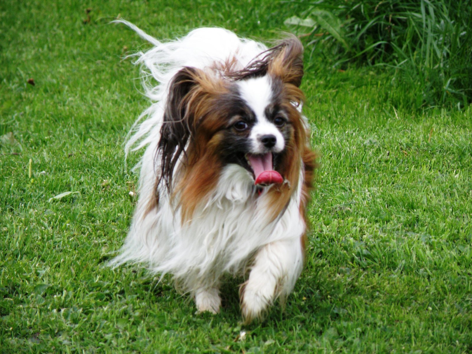 Papillon: The Curious Charmer (image credits: wikimedia)