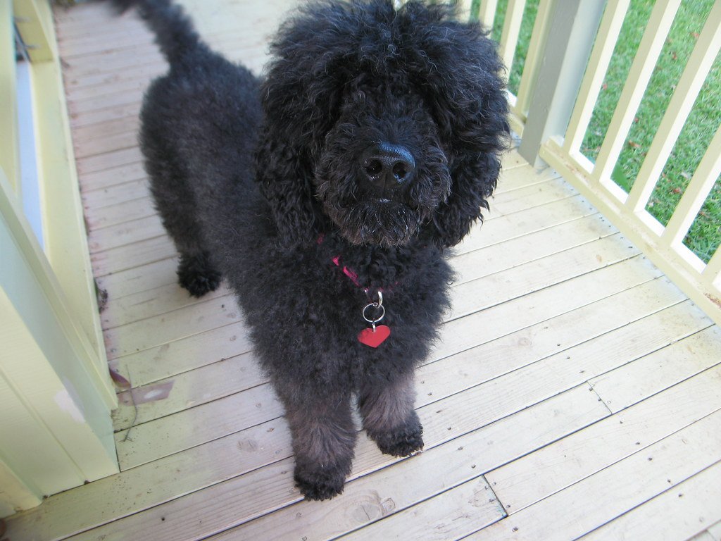 Poodle: The Clever Communicator (image credits: flickr)