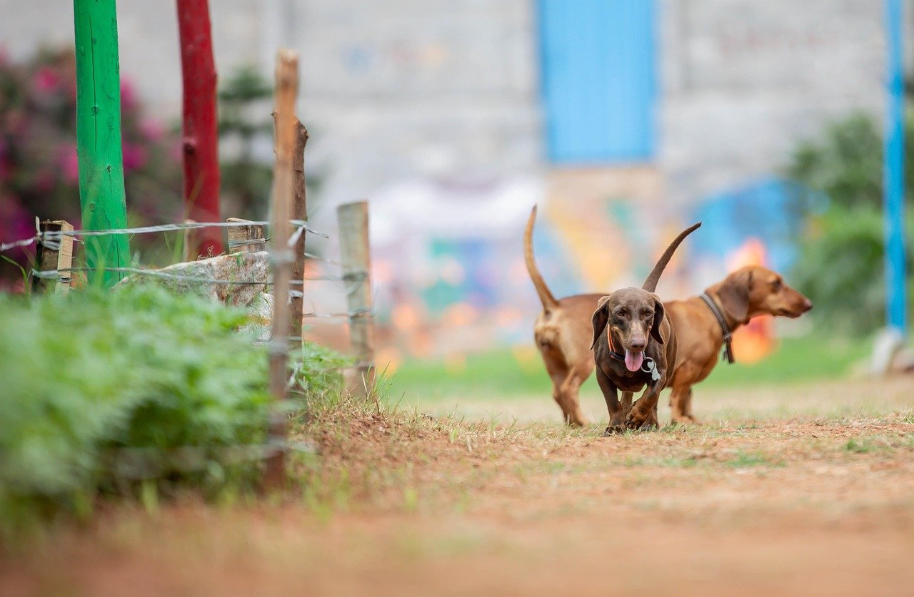 Dachshund: The Playful Problem Solver (image credits: pixabay)