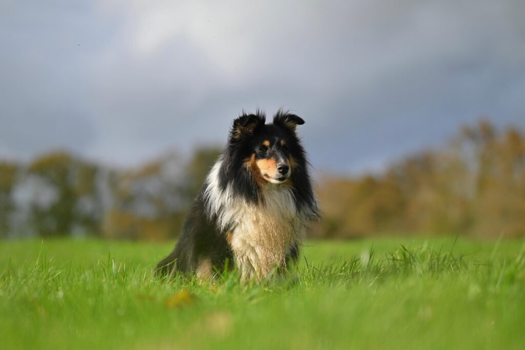 Shetland Sheepdog: The Adaptable Achiever