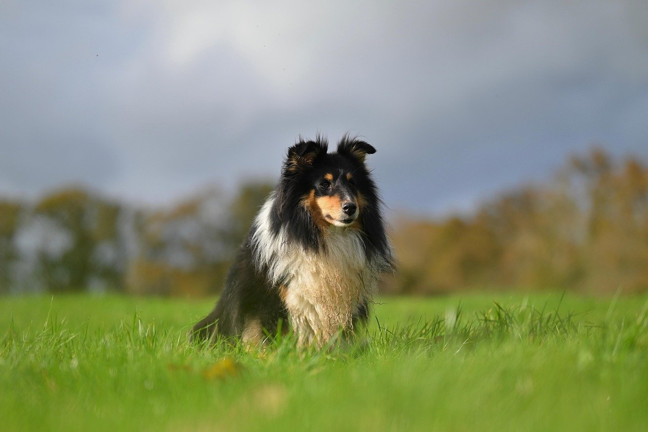 Shetland Sheepdog: The Adaptable Achiever (image credits: pixabay)