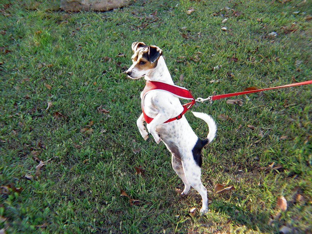 Jack Russell Terrier (image credits: flickr)