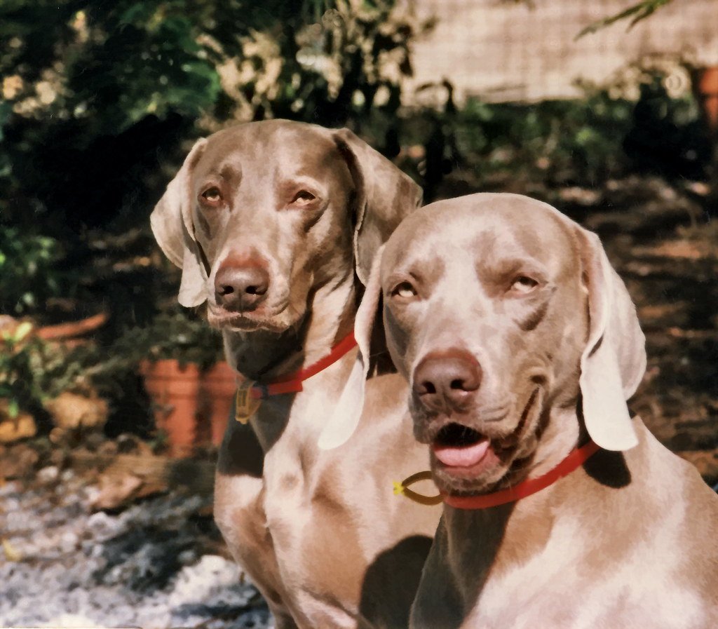 Weimaraner (image credits: flickr)