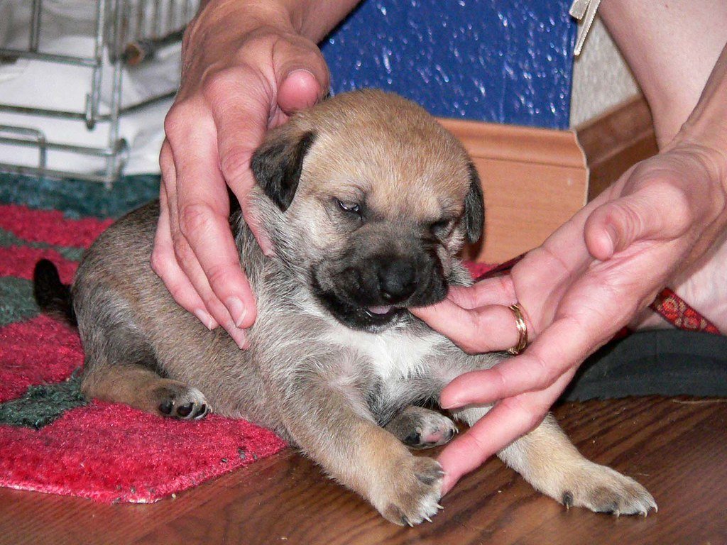 Teething Troubles: Puppies and Their Aching Gums (image credits: flickr)