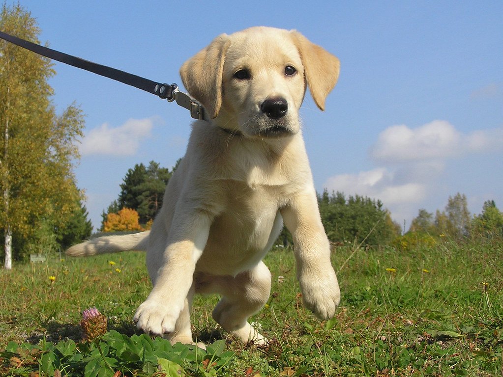 Improper Training and Boundaries (image credits: flickr)
