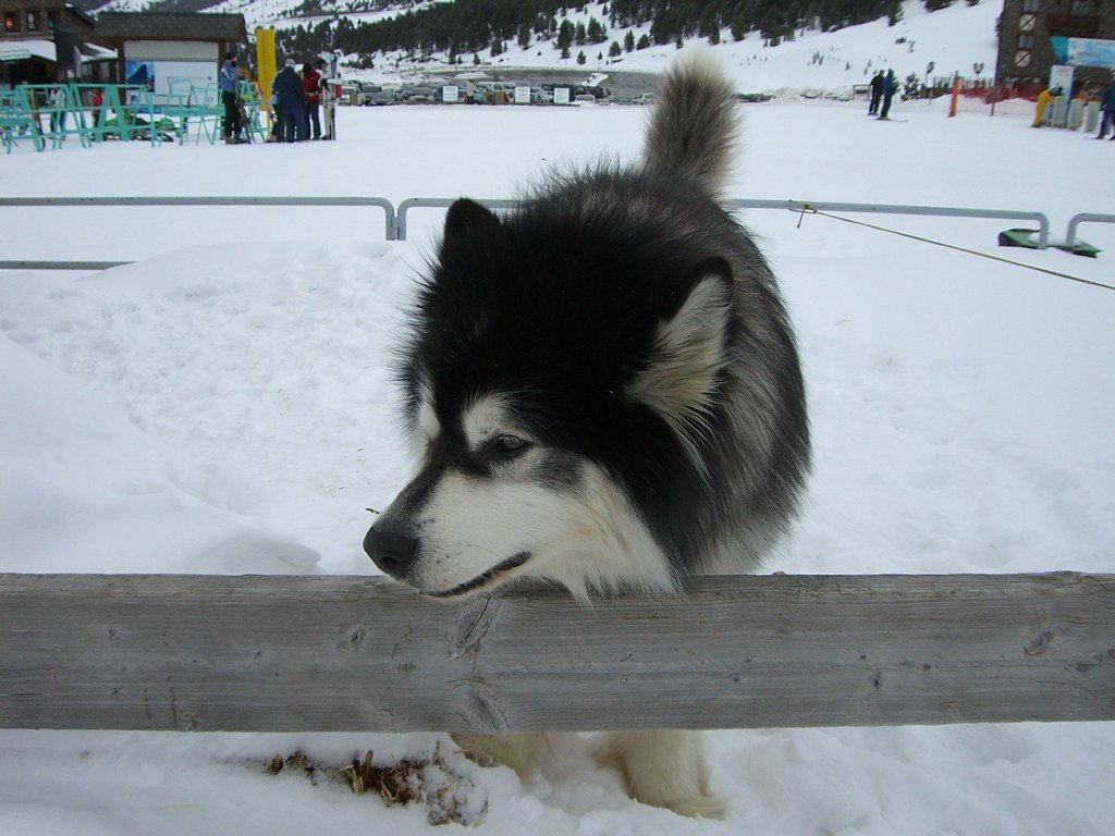 Howling Instead of Barking (image credits: flickr)