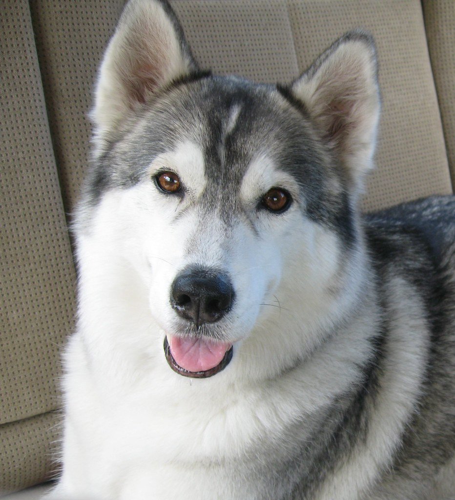 Stubborn Independence (image credits: flickr)