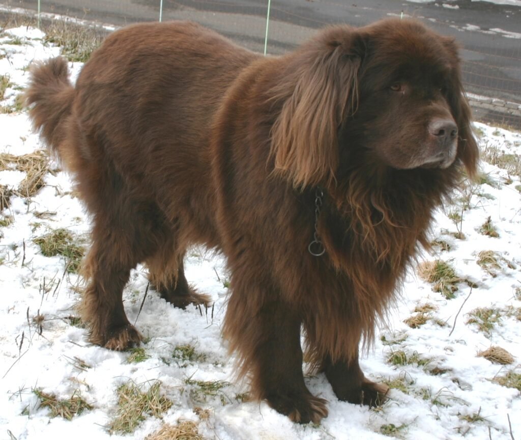 Newfoundland: The Gentle Giant