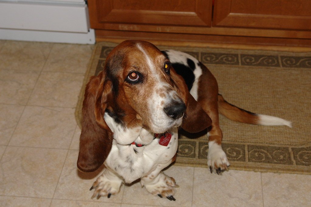 Basset Hound: The Easygoing Friend (image credits: flickr)